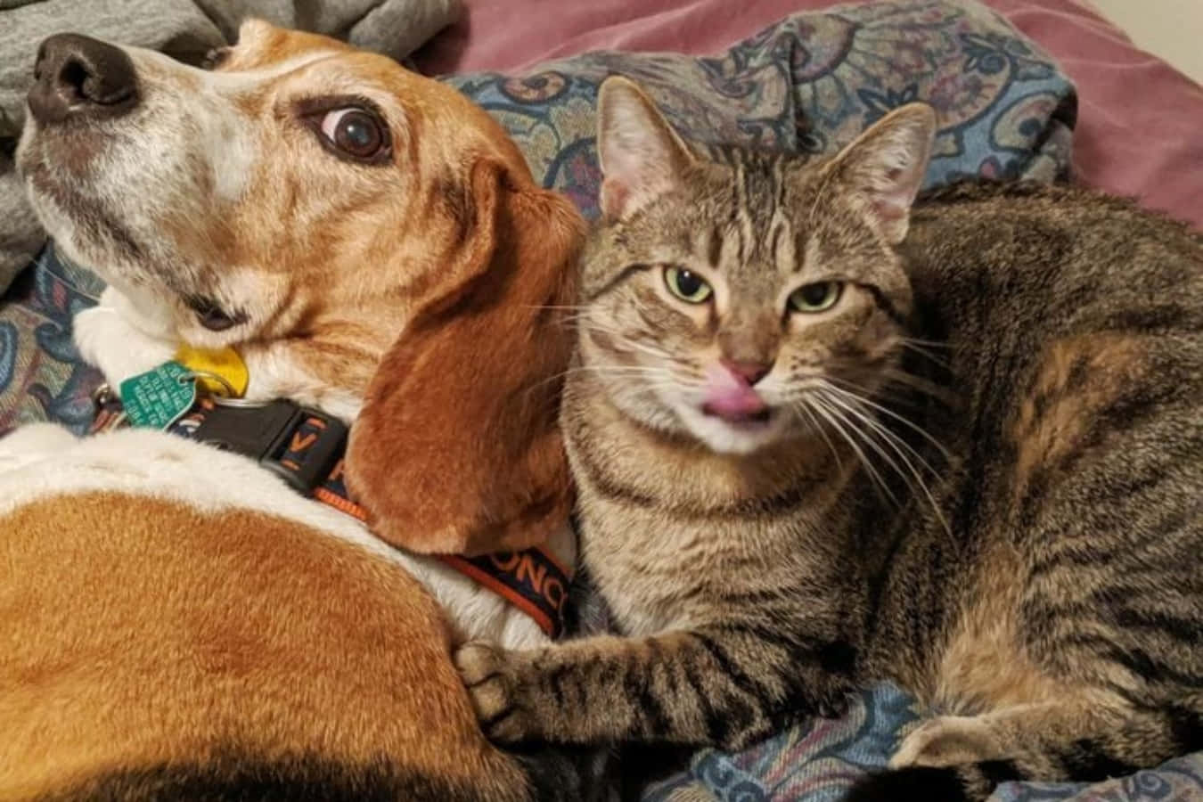 Lustigbild På En Beaglehund Och En Tabbykatt Som Myser Ihop.