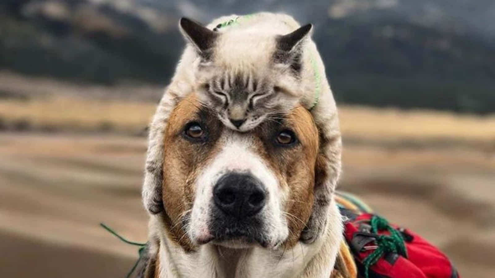 Et sjovt billede af en hund og kat der rejser sammen mønster tapet.
