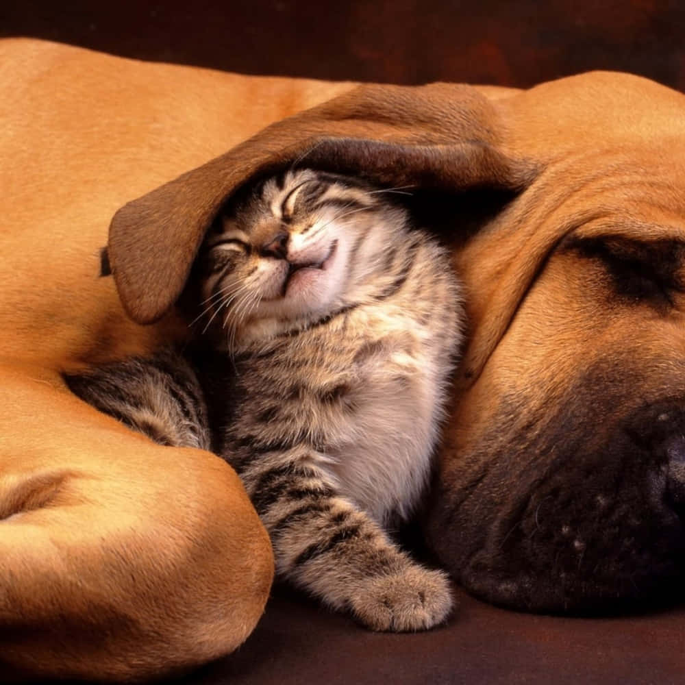 Lustigeshund- Und Niedliches Schlafendes Katzenbild
