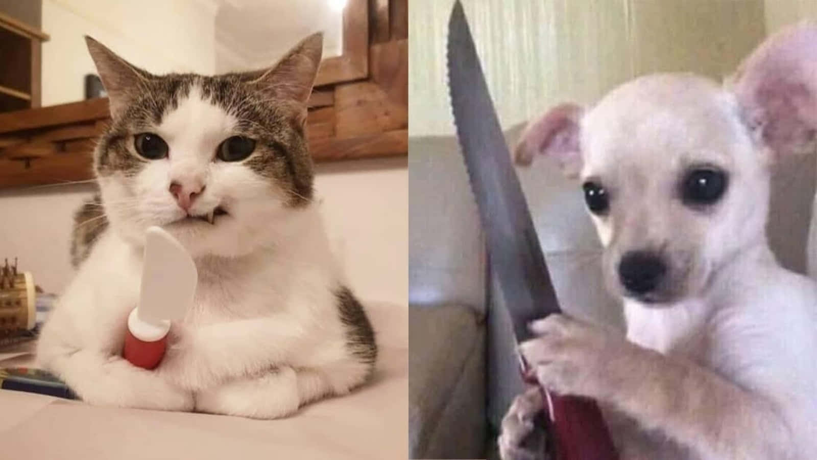 Funny Meme Scared Dog And Cat Meme Picture