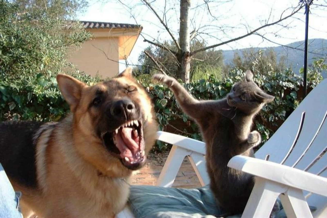 Funny Dog And Cat Picture Fighting Picture