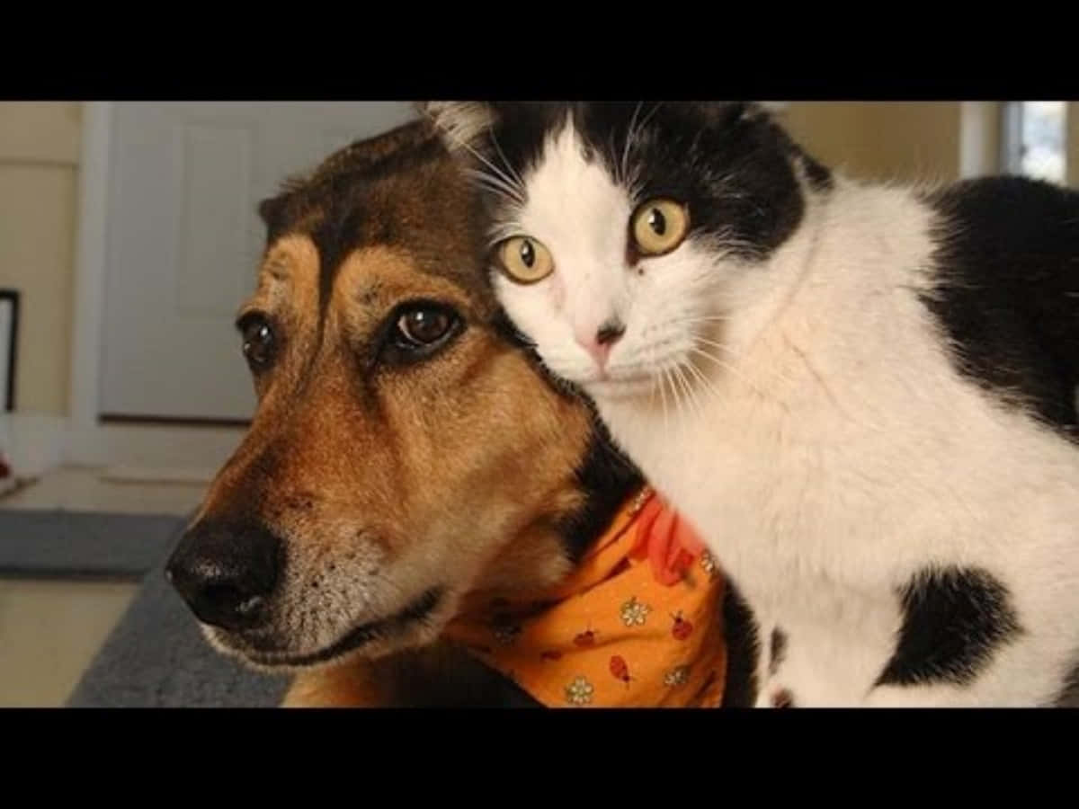Sjov Hund Og Kat Sød Overrasket Billede