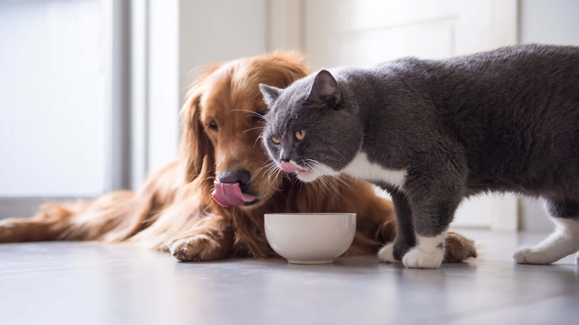 Sjov sulten hund og Kat billedet spiser skåle af kibble