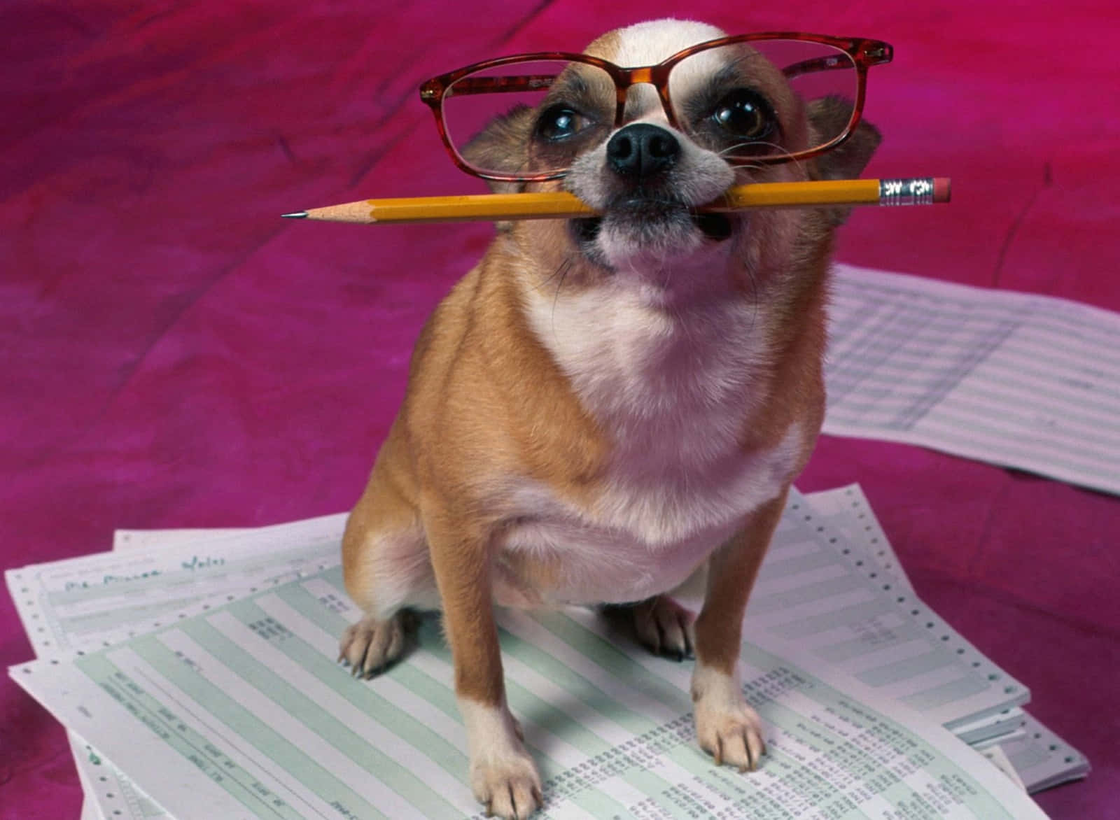 Funny Dog Biting Pencil Picture