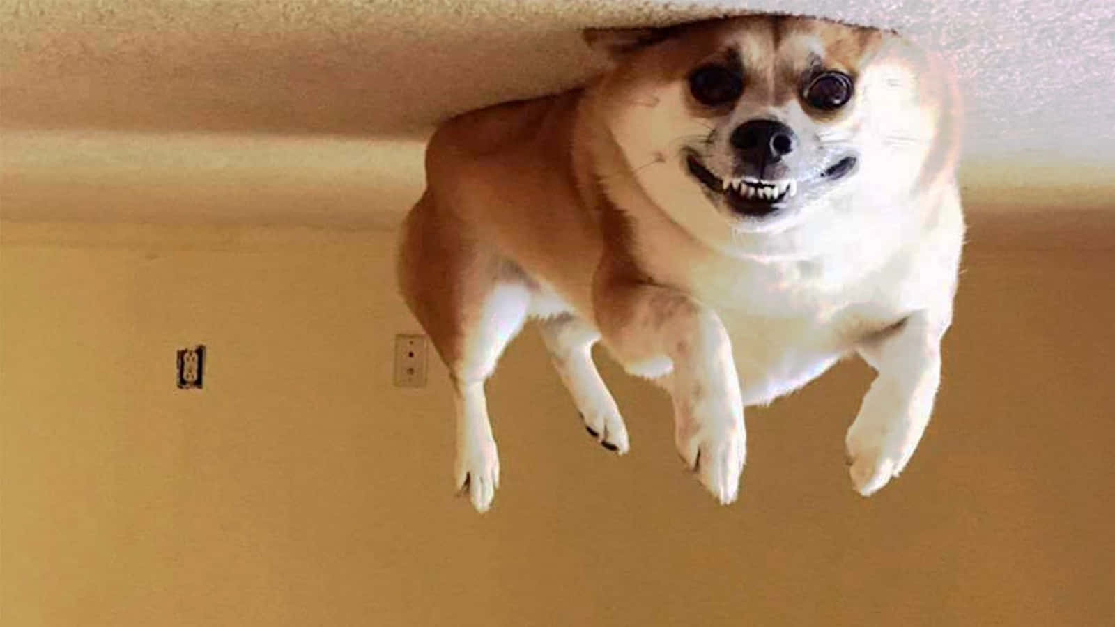 "Hilarious Moment Caught on Camera - a Dog's Life Full of Fun"