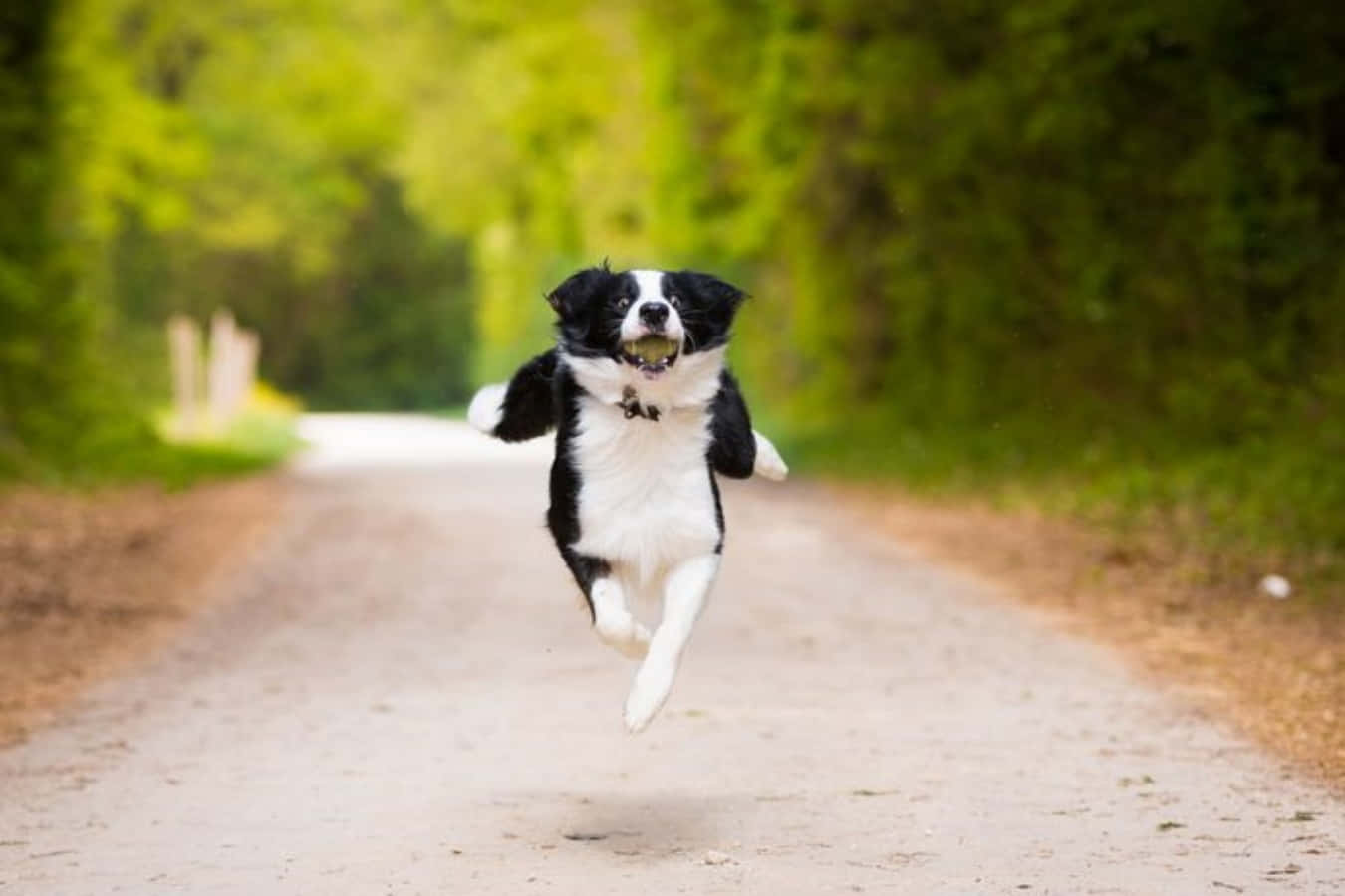 Witzigesfoto Eines Springenden Hundes