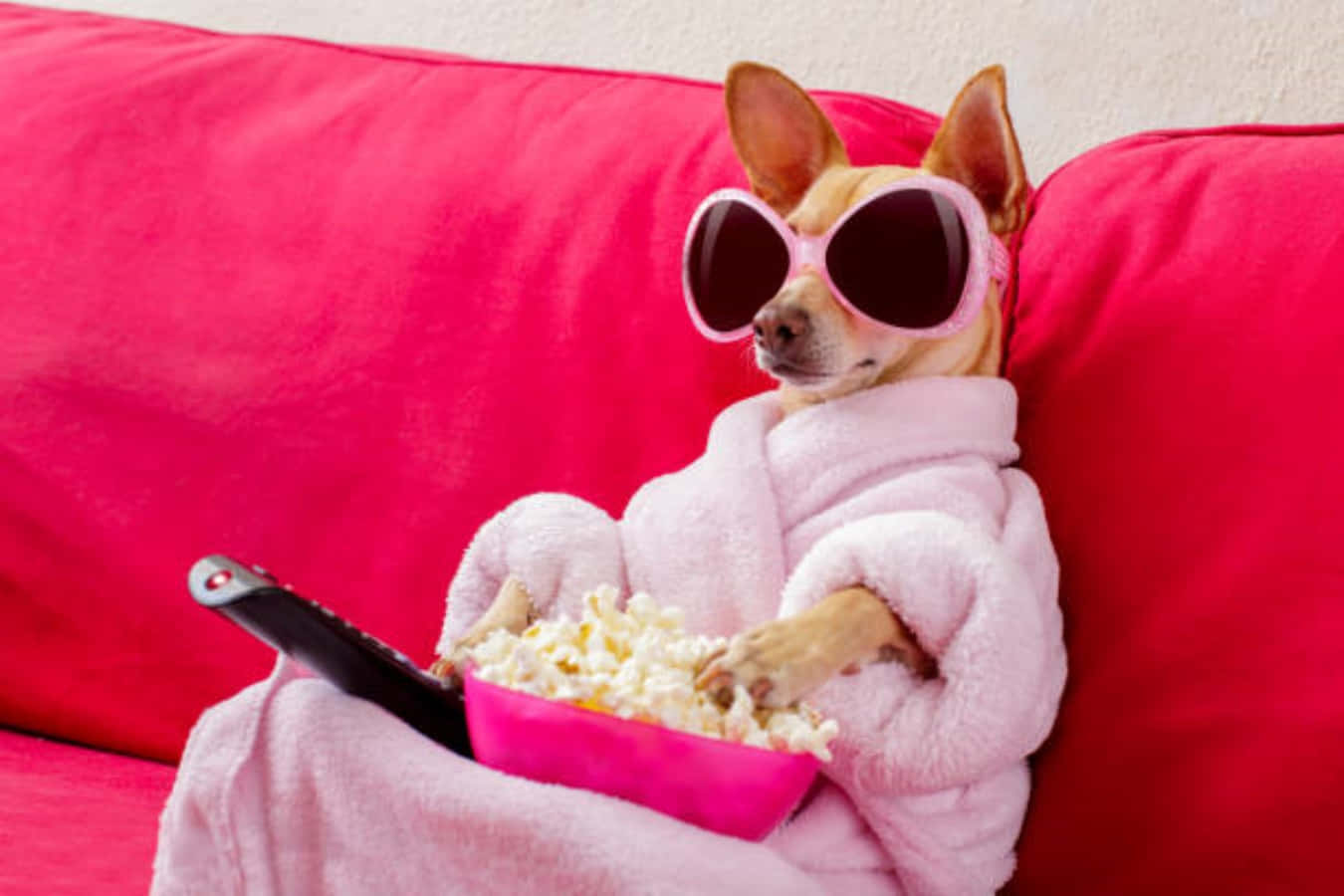 Funny Dog Watching Movie Picture