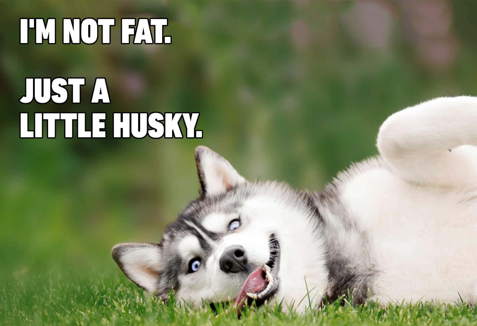 Funny Husky Dog Saying Picture