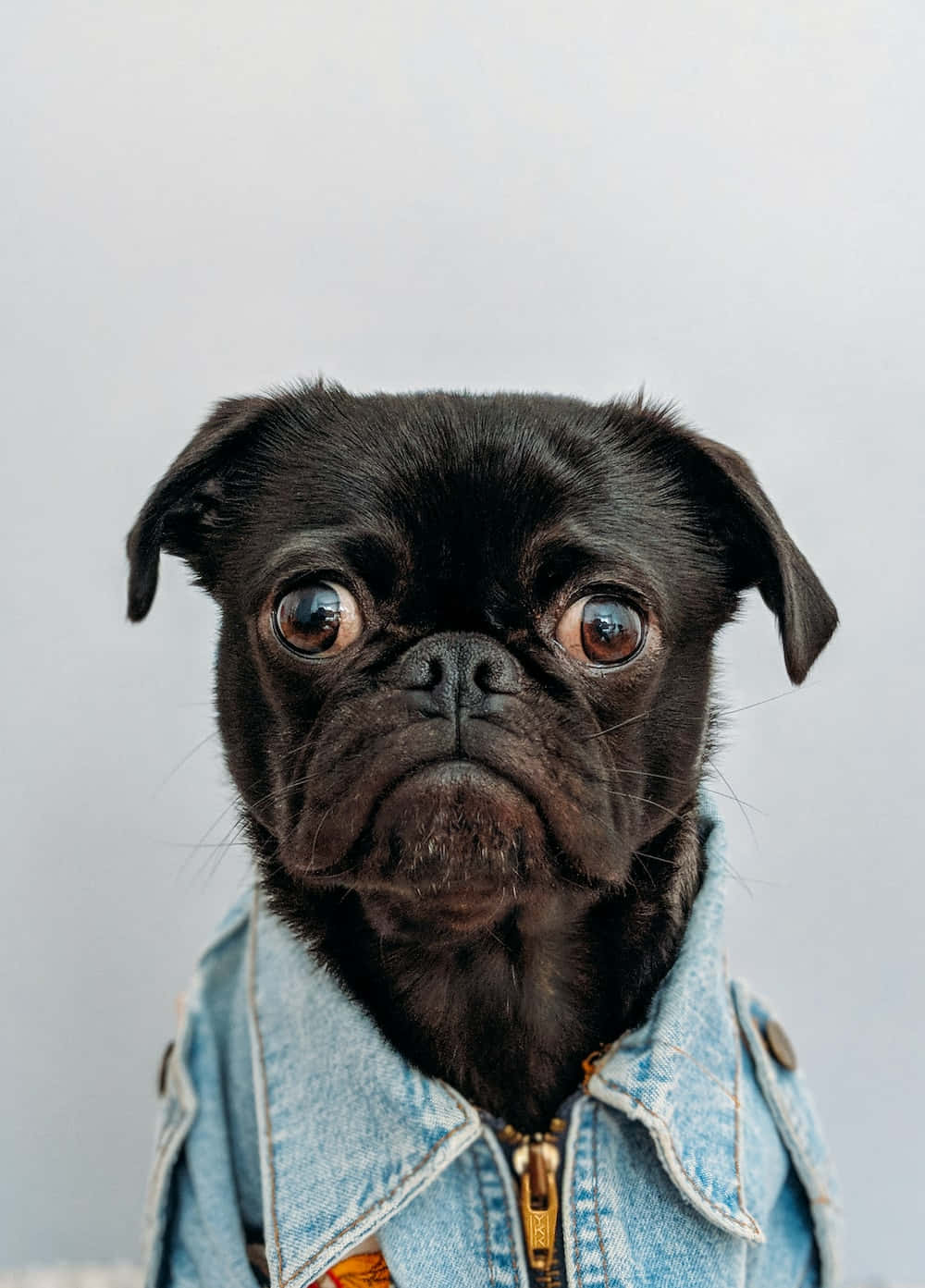 Imagendivertida De Un Perro Con Una Camisa De Mezclilla