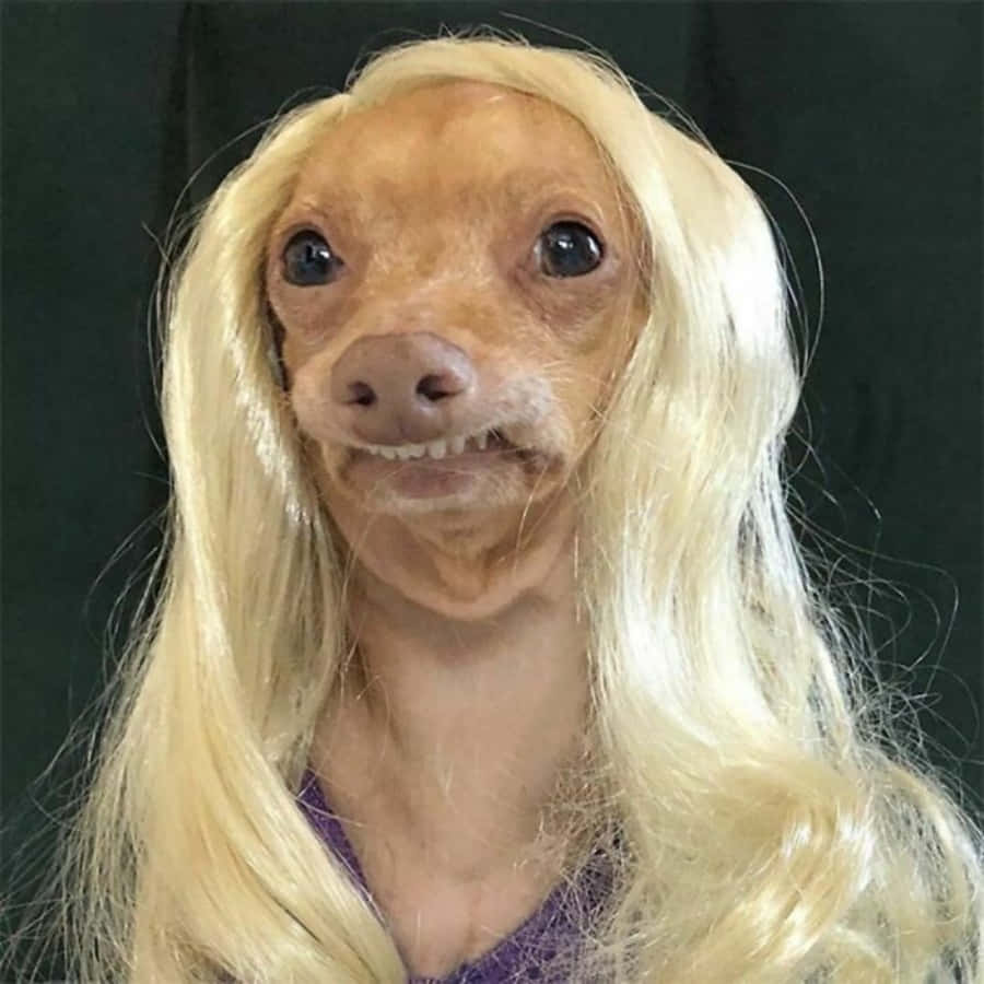 Sjov Hund Med Blonde Hår Billede