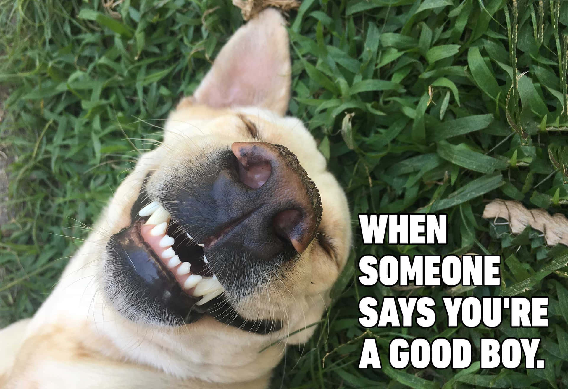 Lustigesbild Eines Lächelnden Hundes Auf Dem Gras