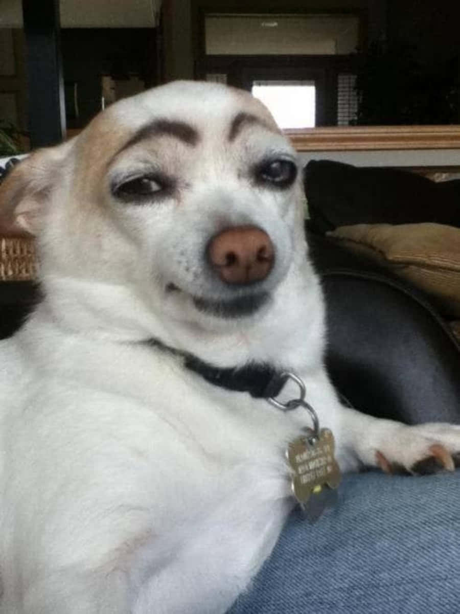 Funny Dog Eyebrows Picture