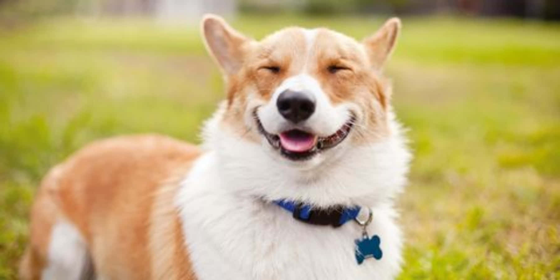 Lustigeshunde-bild Mit Niedlichem Lächeln
