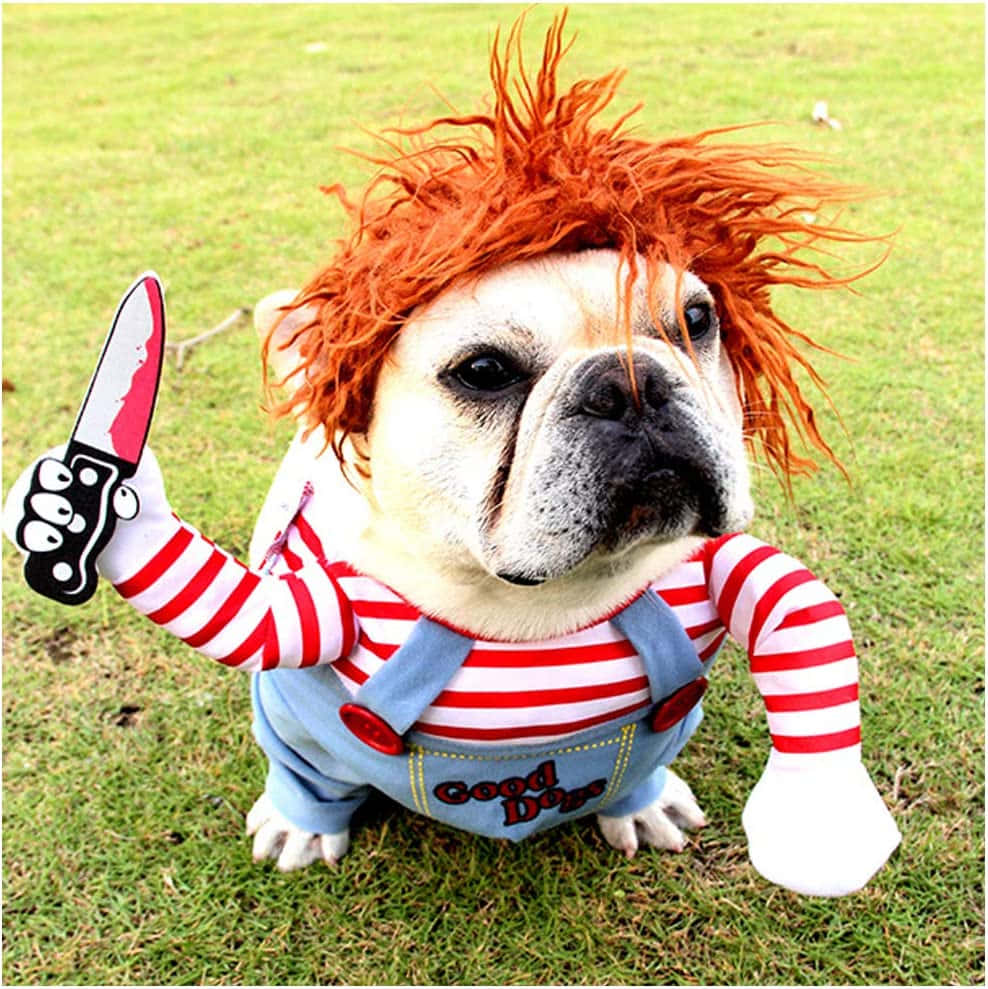 Lustigesbild Eines Hundes, Der Ein Chucky-kostüm Trägt.