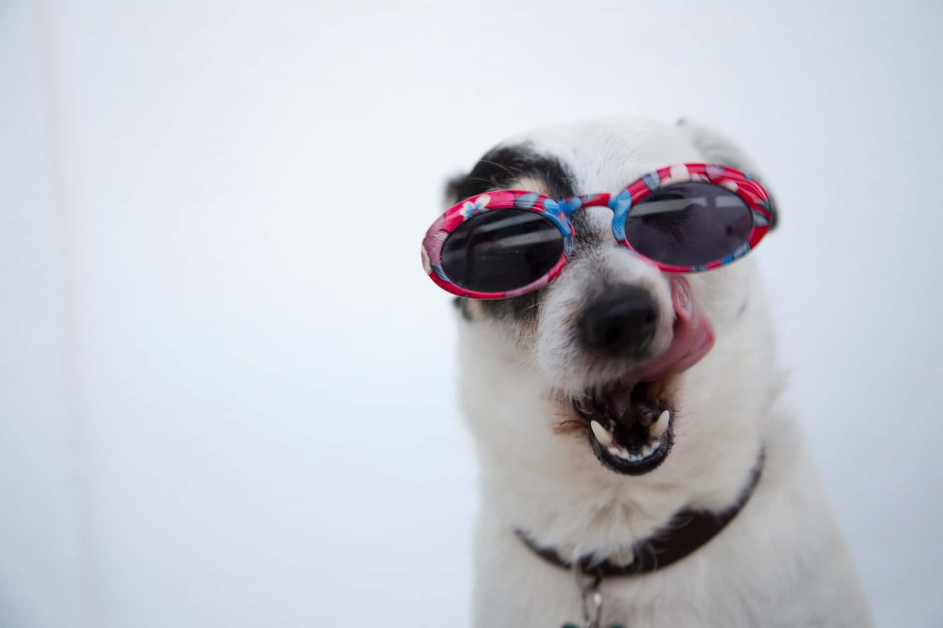 Sjovt hundsolbriller billede tapet