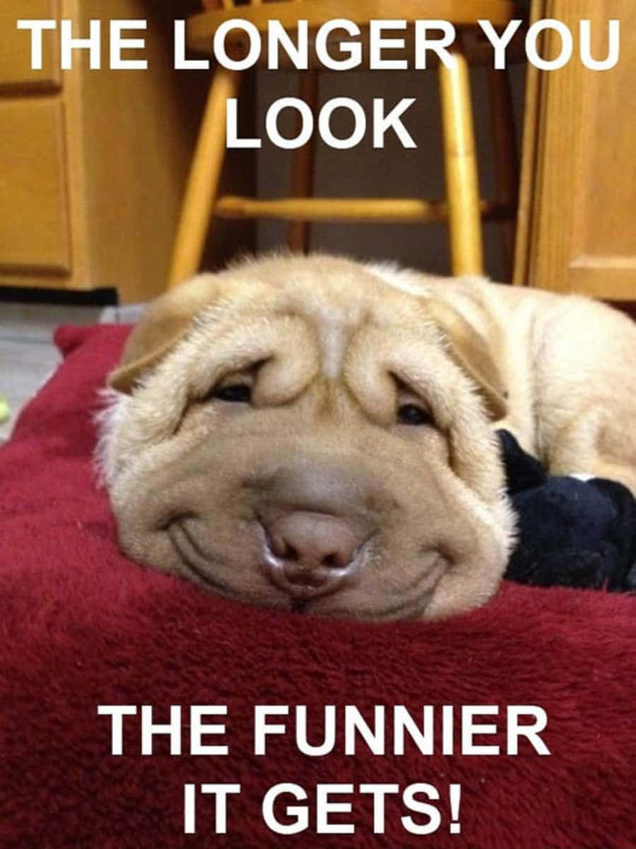 Funny Hund Picture 900 X 1200