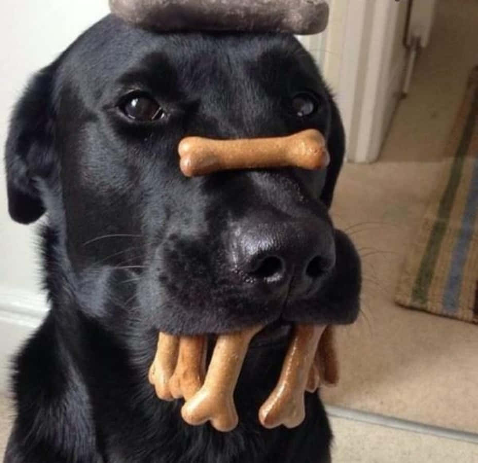 Lustigesbild Eines Hundes Mit Knochen