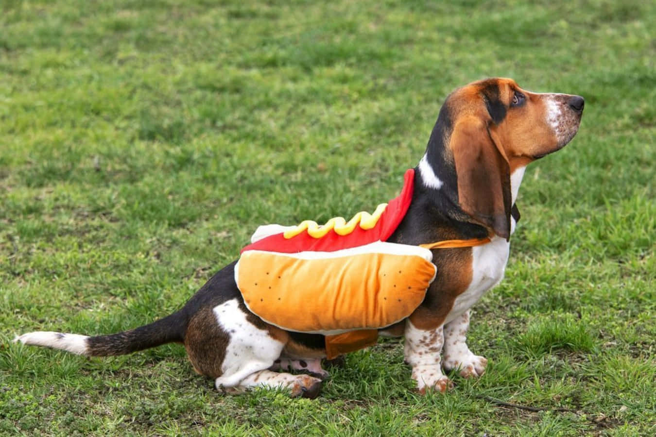 Funny Dog Cheesedog Costume Picture