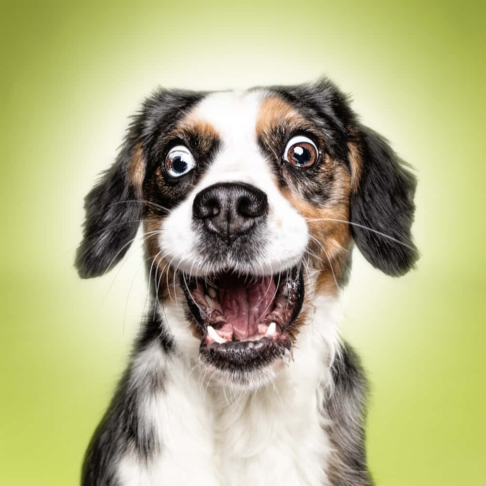 Sjovt Hunds Chokeret Ansigtsbillede Tapet