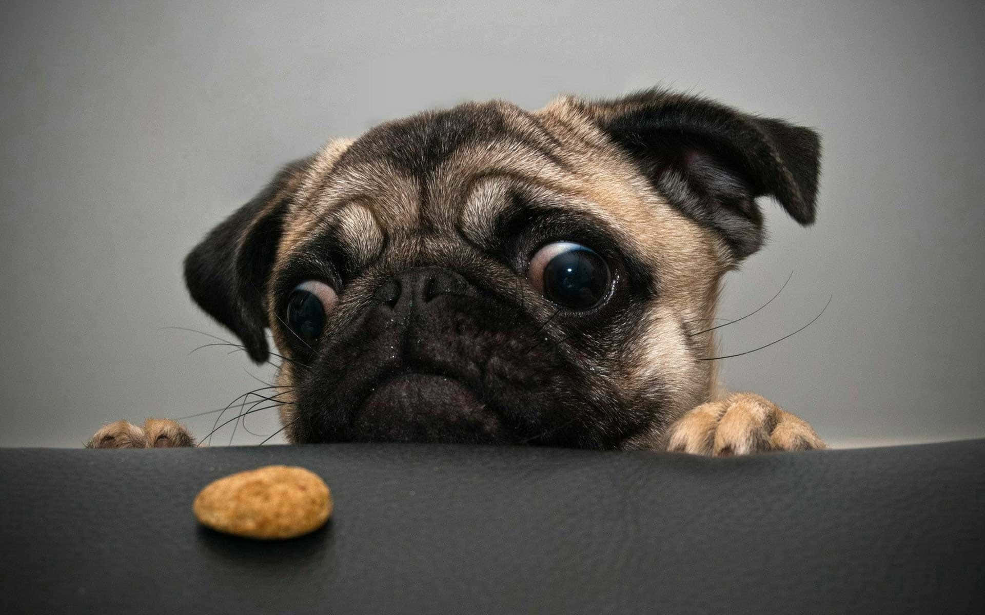 Funny Dog Looking At The Food Picture