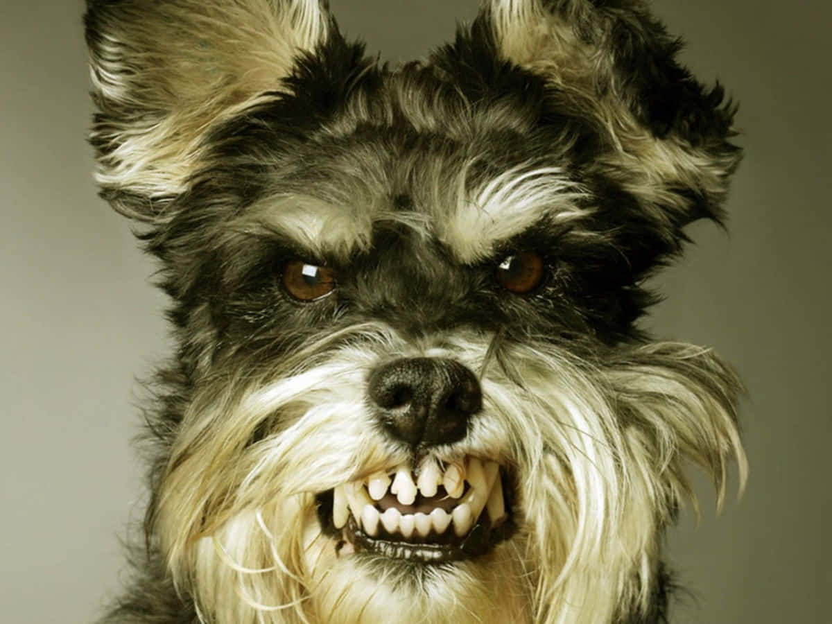 Sjovt billede af en hund der gør grimt i vrede tapet.