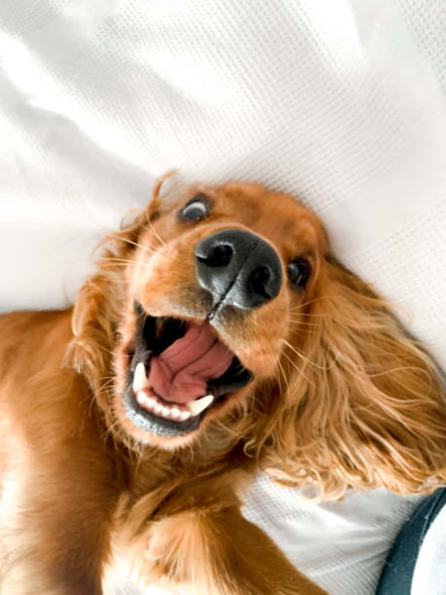 funny dog face smile