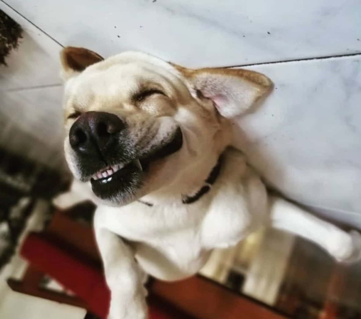 Fotodivertida De Un Perro Durmiendo Con Una Sonrisa