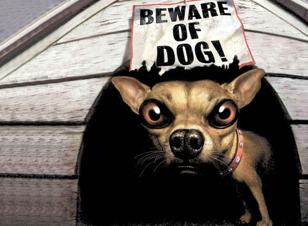 Cuidadocon El Chihuahua, Perro Divertido. Fondo de pantalla