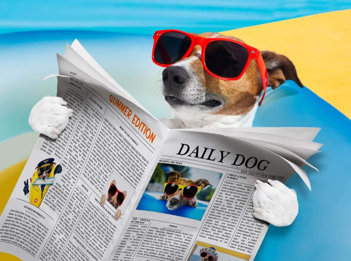Lustigerhund Liest Zeitung Wallpaper