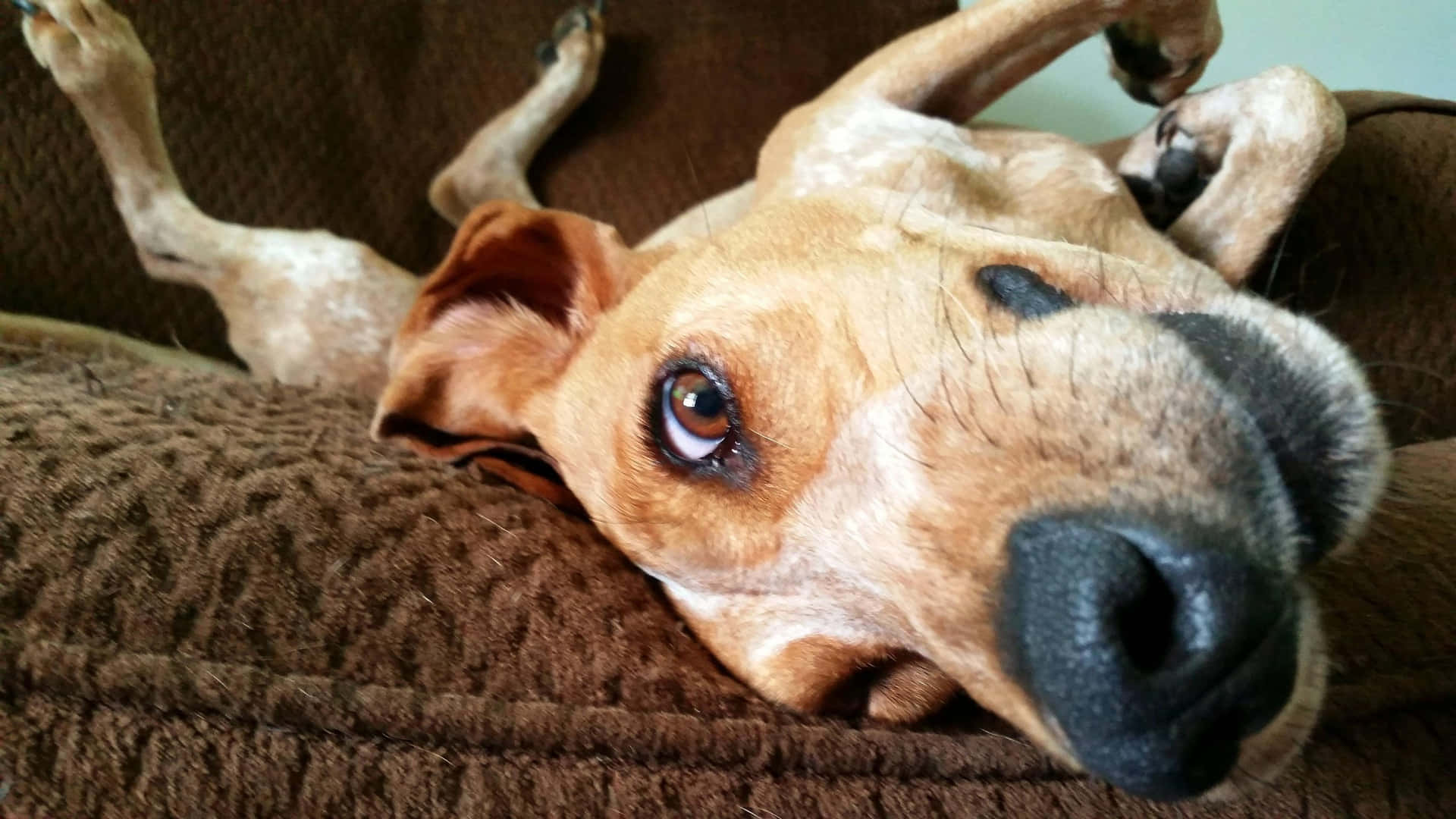 Funny Dog On Brown Sofa Wallpaper