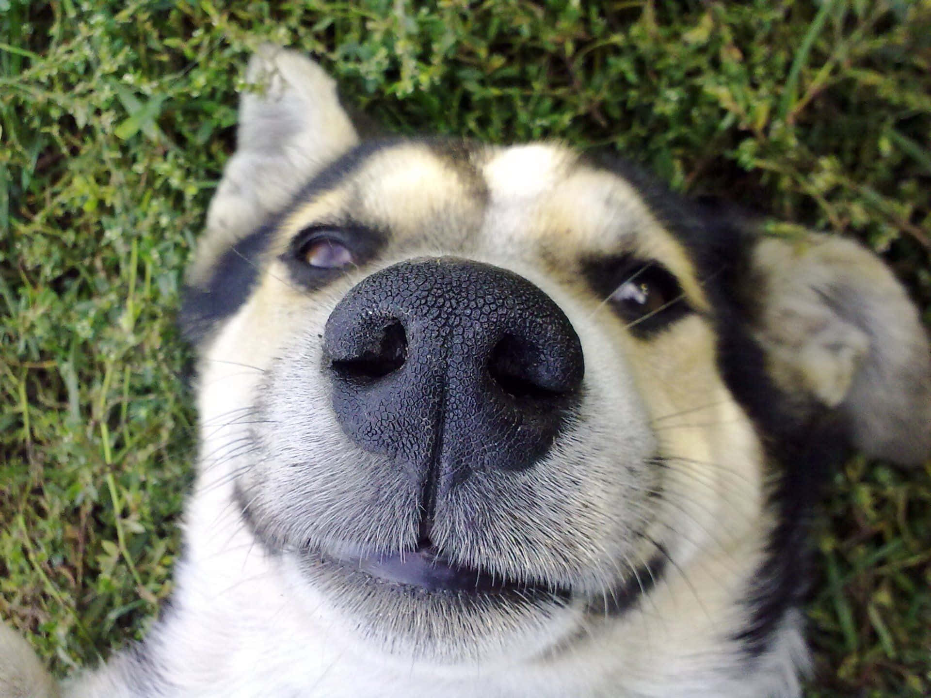 Sibirischerhusky - Lustiger Hund Auf Dem Gras Liegend Wallpaper