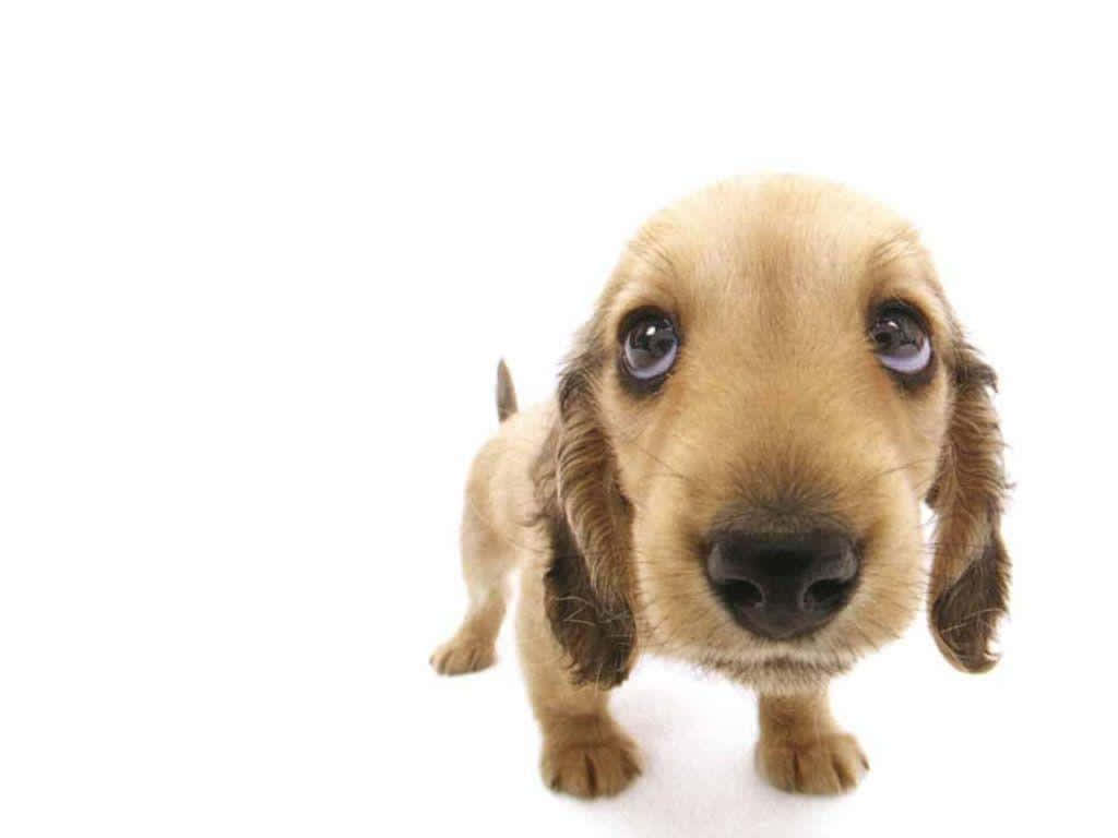 En brun hund ser på kameraet Wallpaper