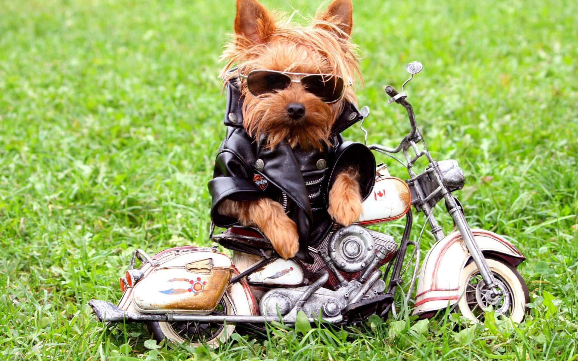 Funny Dog With Toy Motorcycle Wallpaper