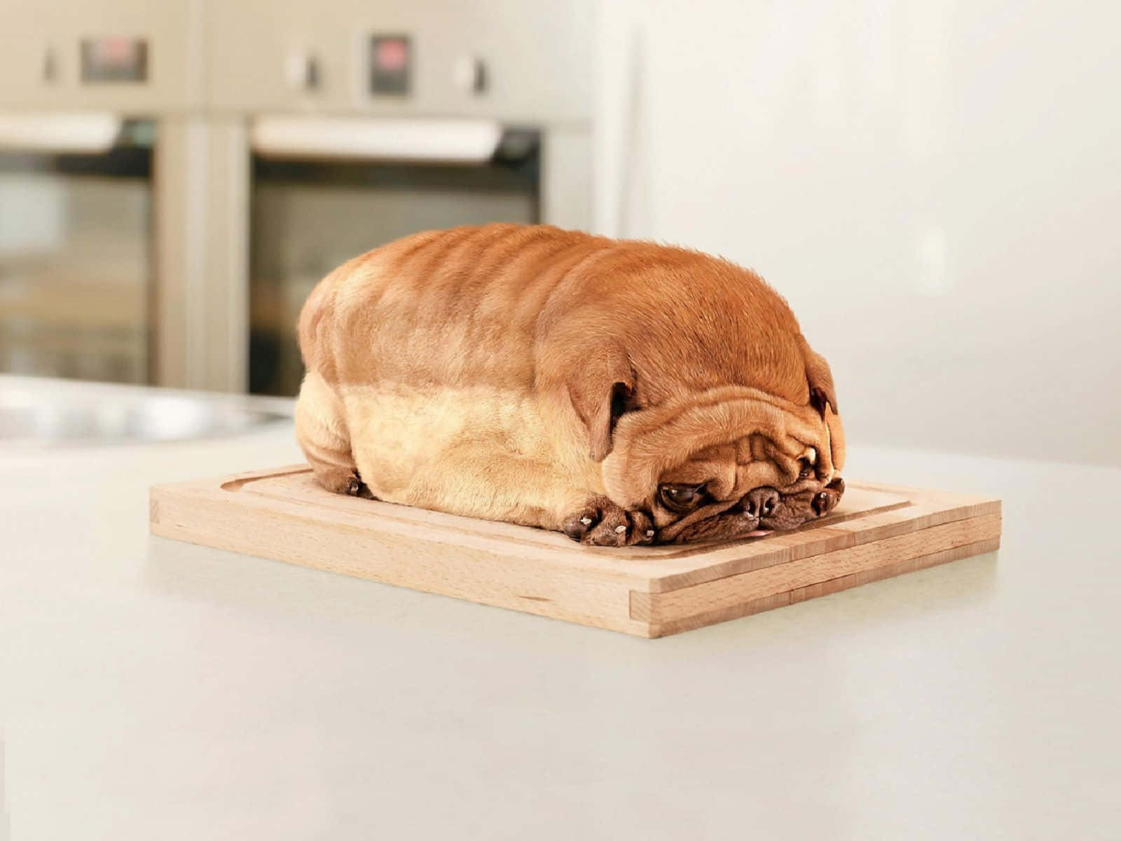 Lustigerhund In Form Eines Laibs Brot. Wallpaper