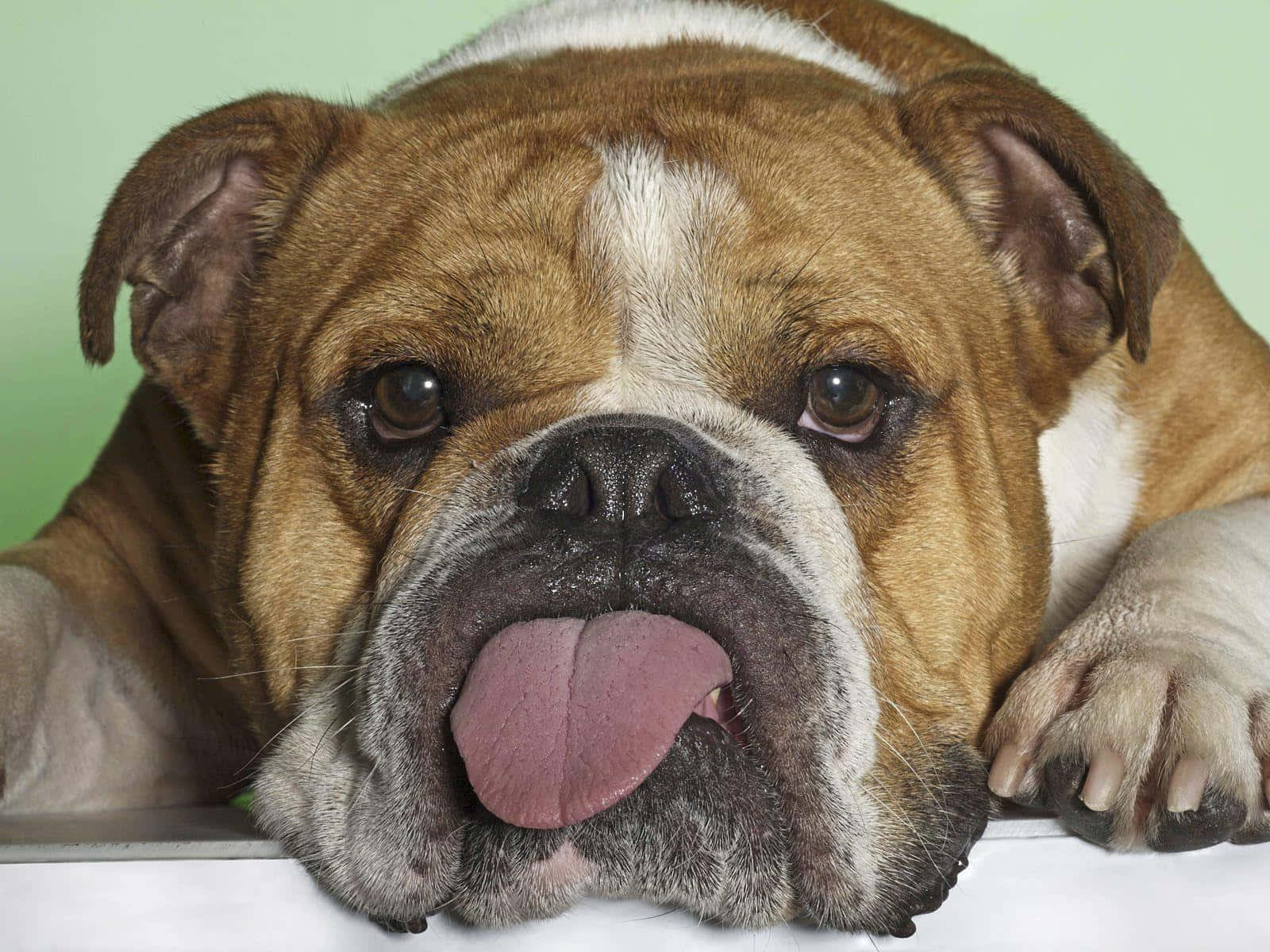 Bulldog Funny Dog With Tongue Out Wallpaper
