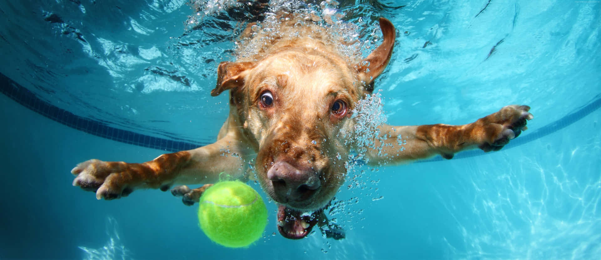 Lustigerhund Unter Wasser Mit Ball Wallpaper