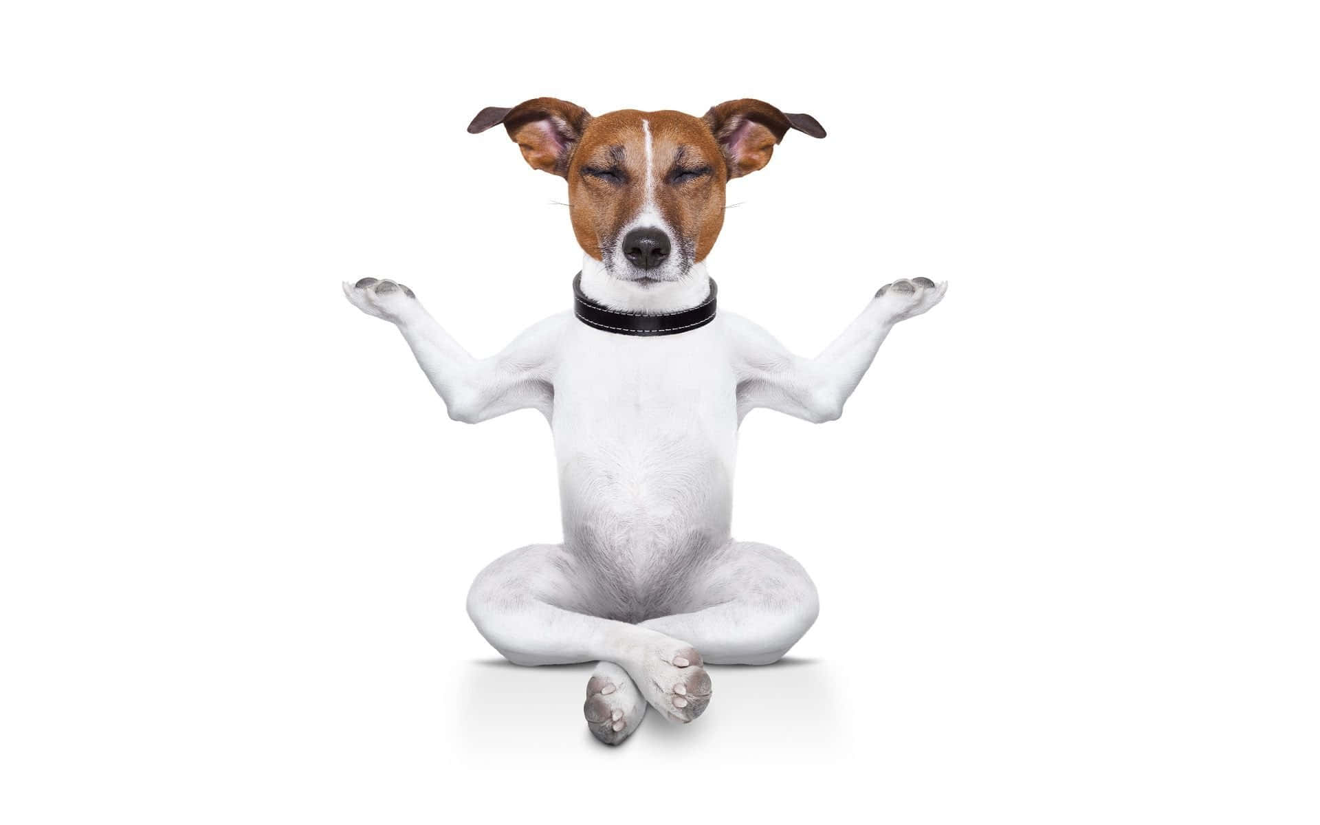 En hund sidder i en yoga-pose Wallpaper