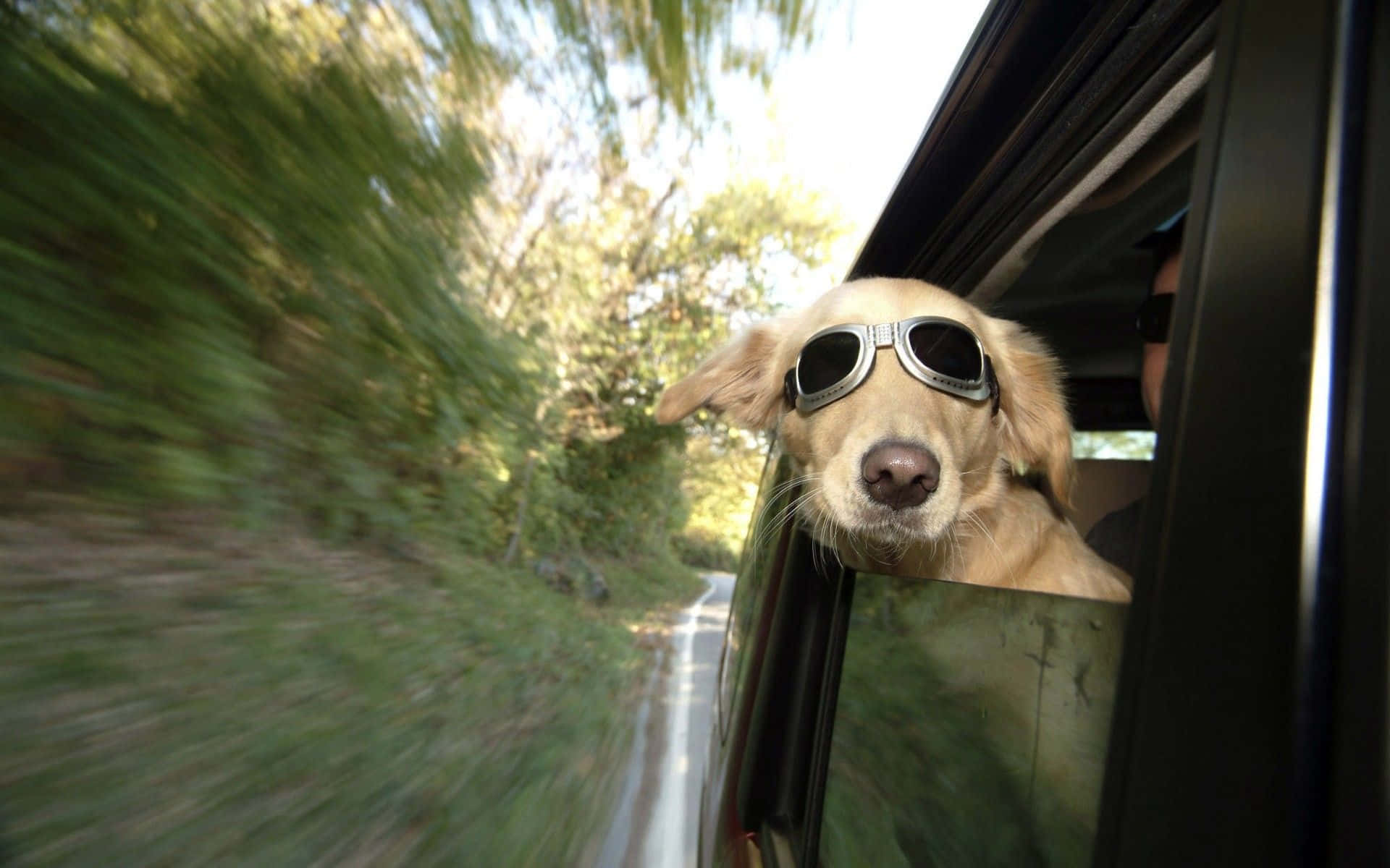 Lustigerhund Schaut Aus Dem Autofenster Heraus. Wallpaper