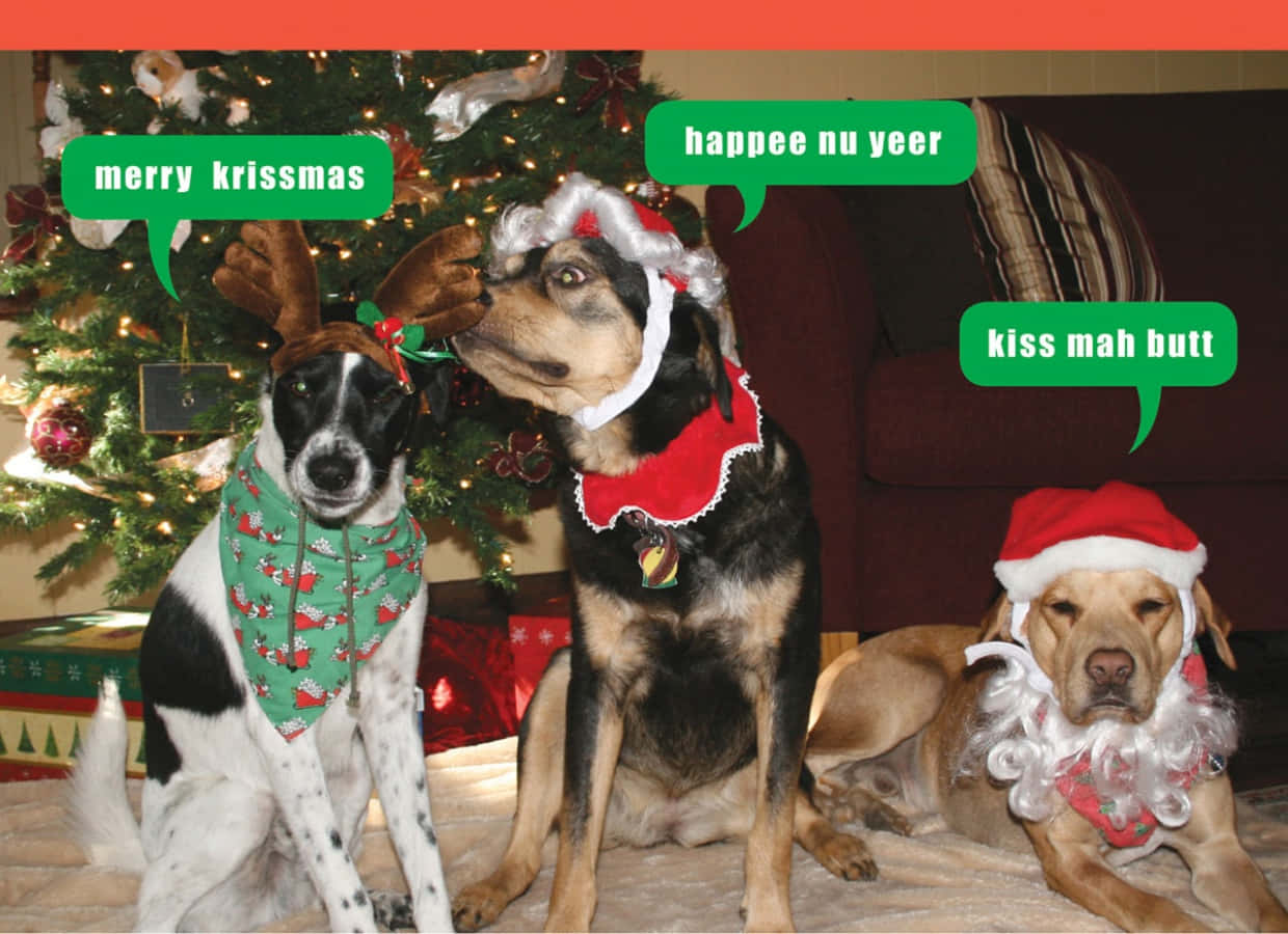 Funny Christmas Dog Costumes Picture