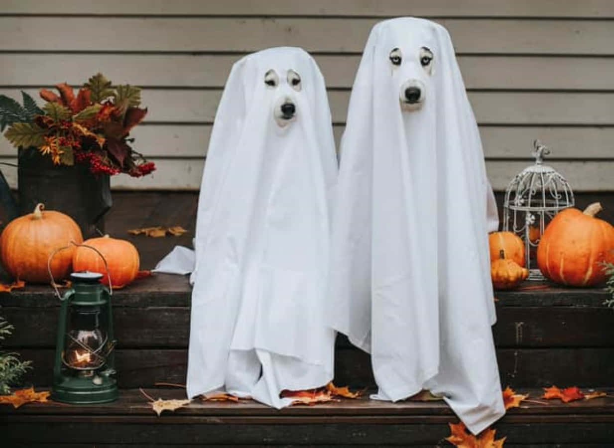Cute Funny Dogs Halloween Picture