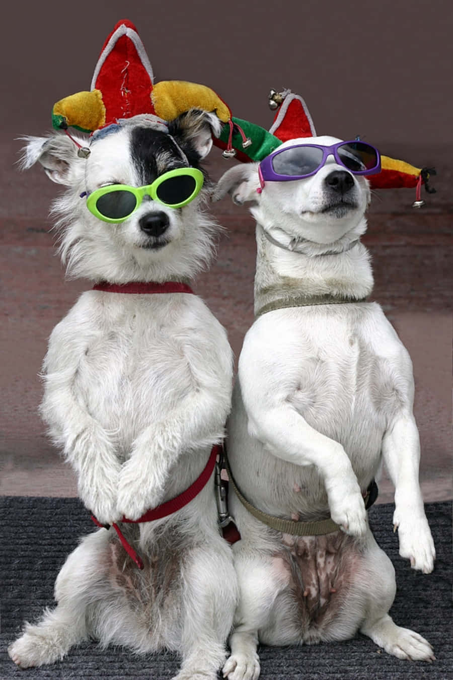 Roligtbild På Jack Russell-terriers.