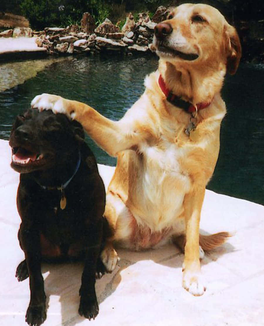 Cute Funny Dogs Best Friends Picture