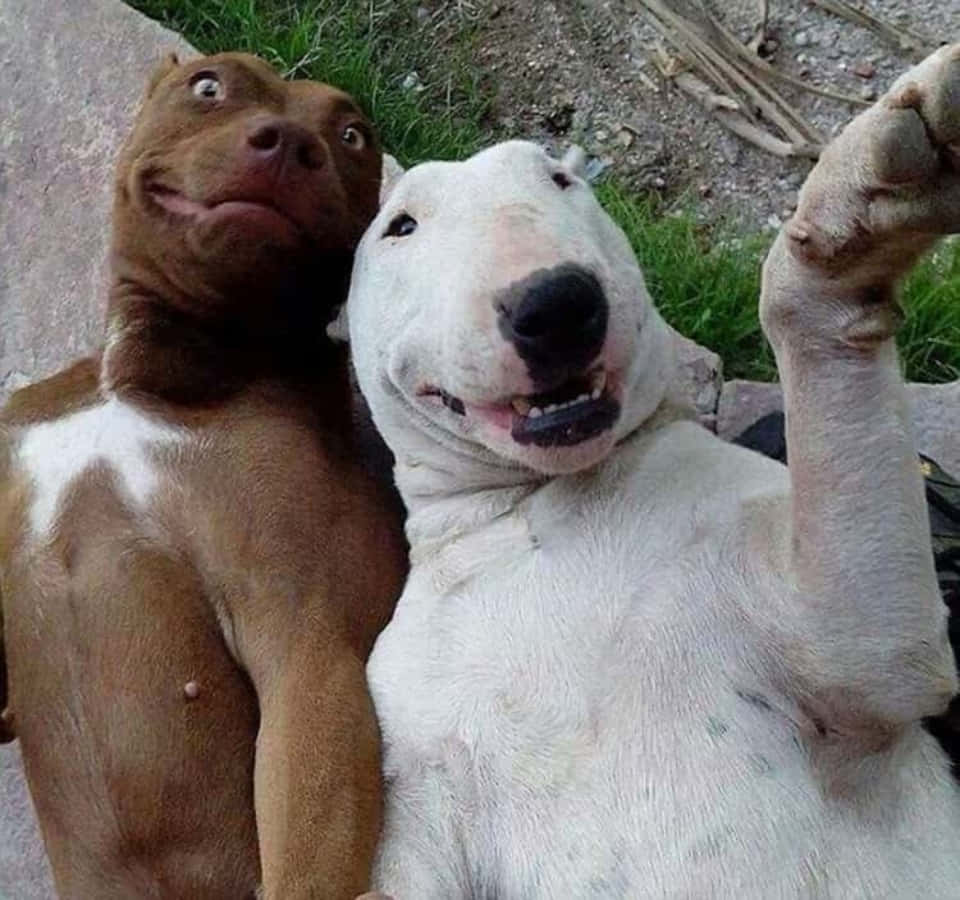 Funny Dogs Best Friends Picture
