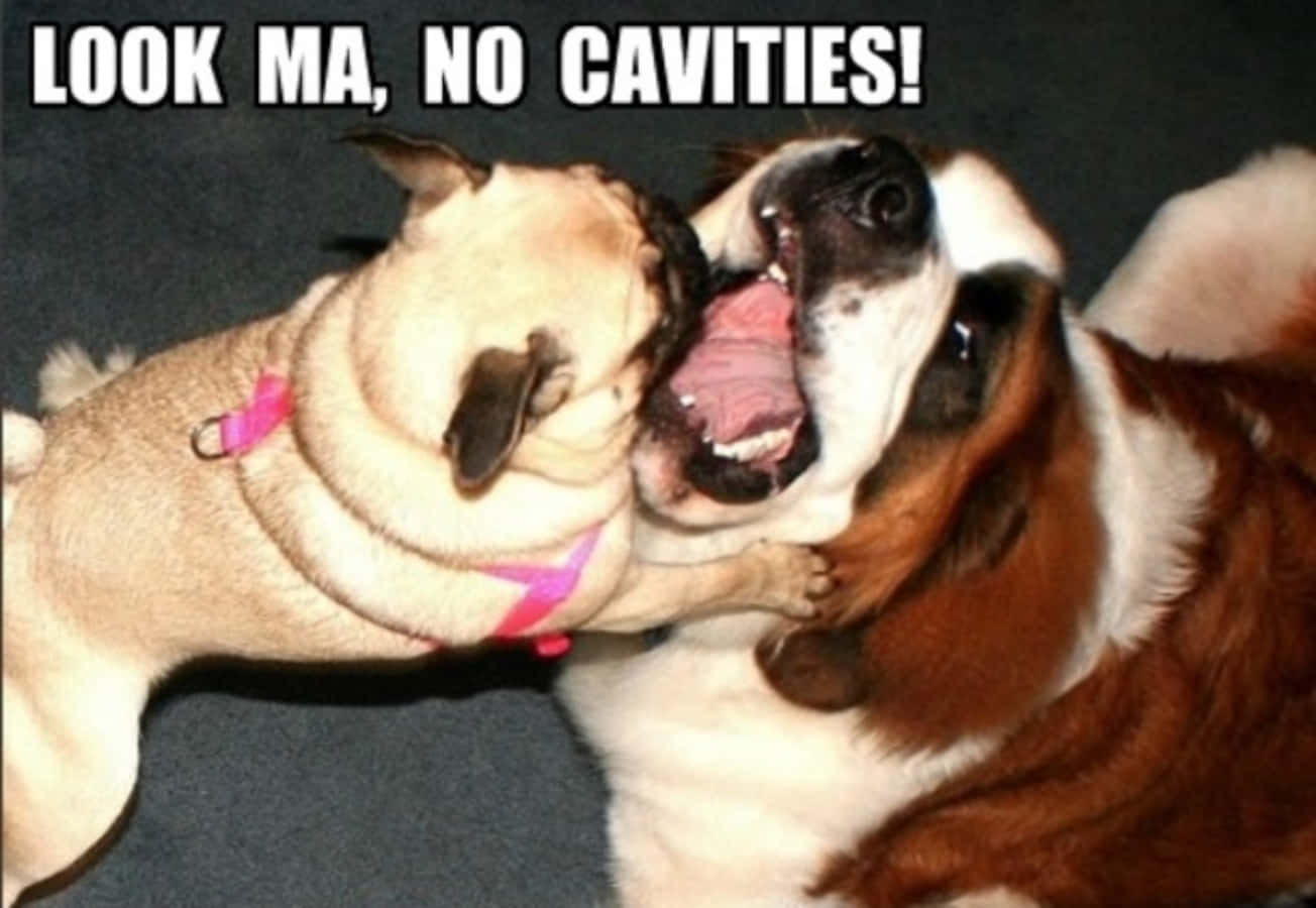 Cute Funny Dogs Meme Picture