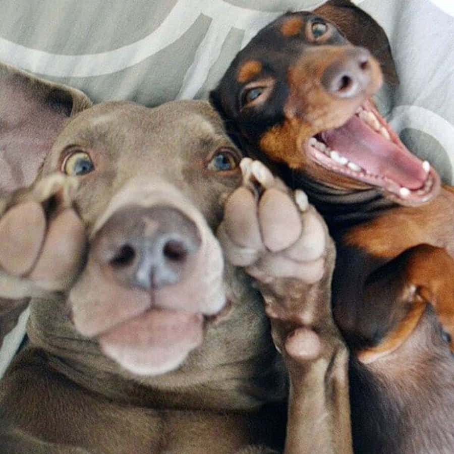 Cute Funny Dogs Selfie Picture