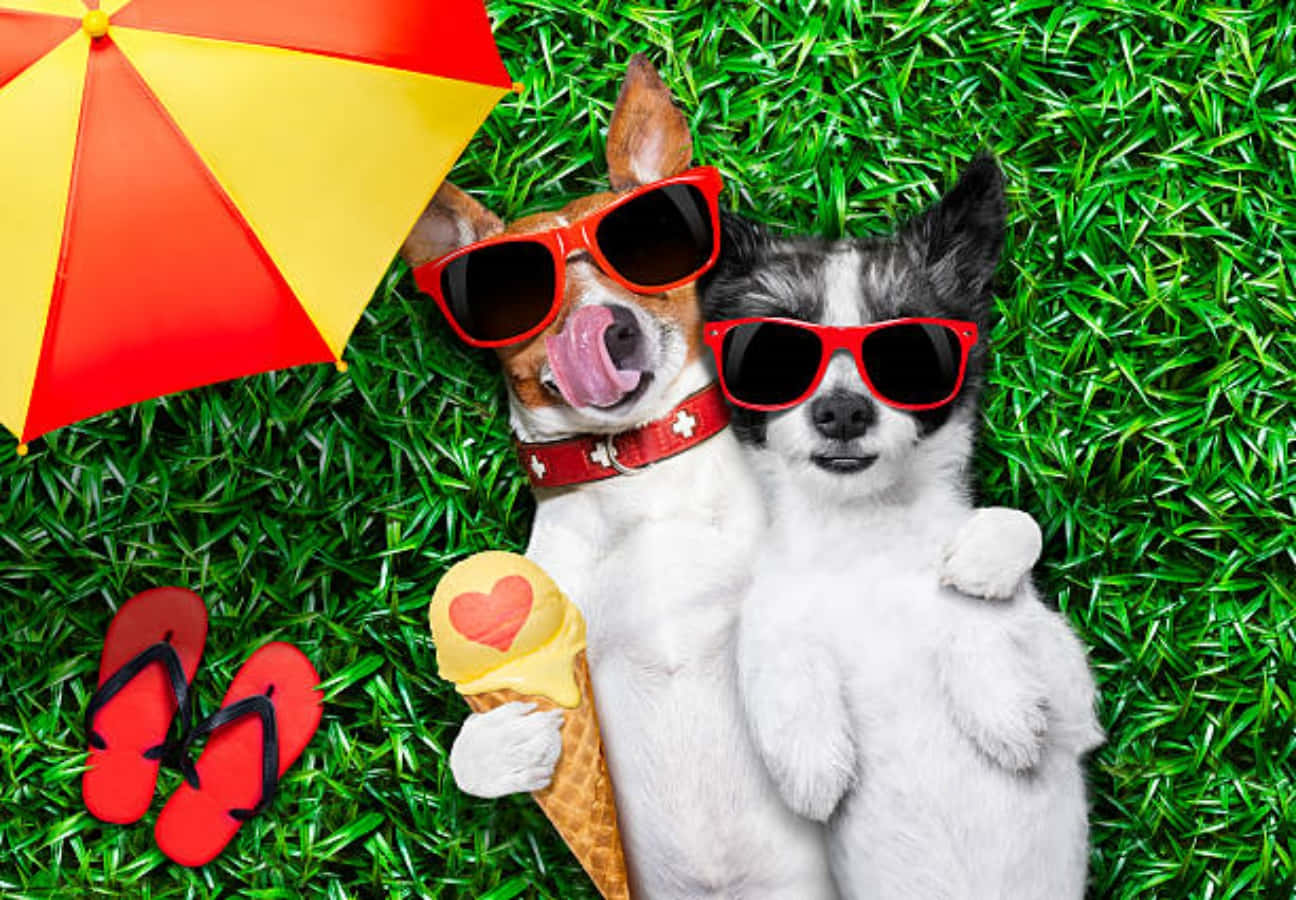 Summer Cute Funny Dogs Picture