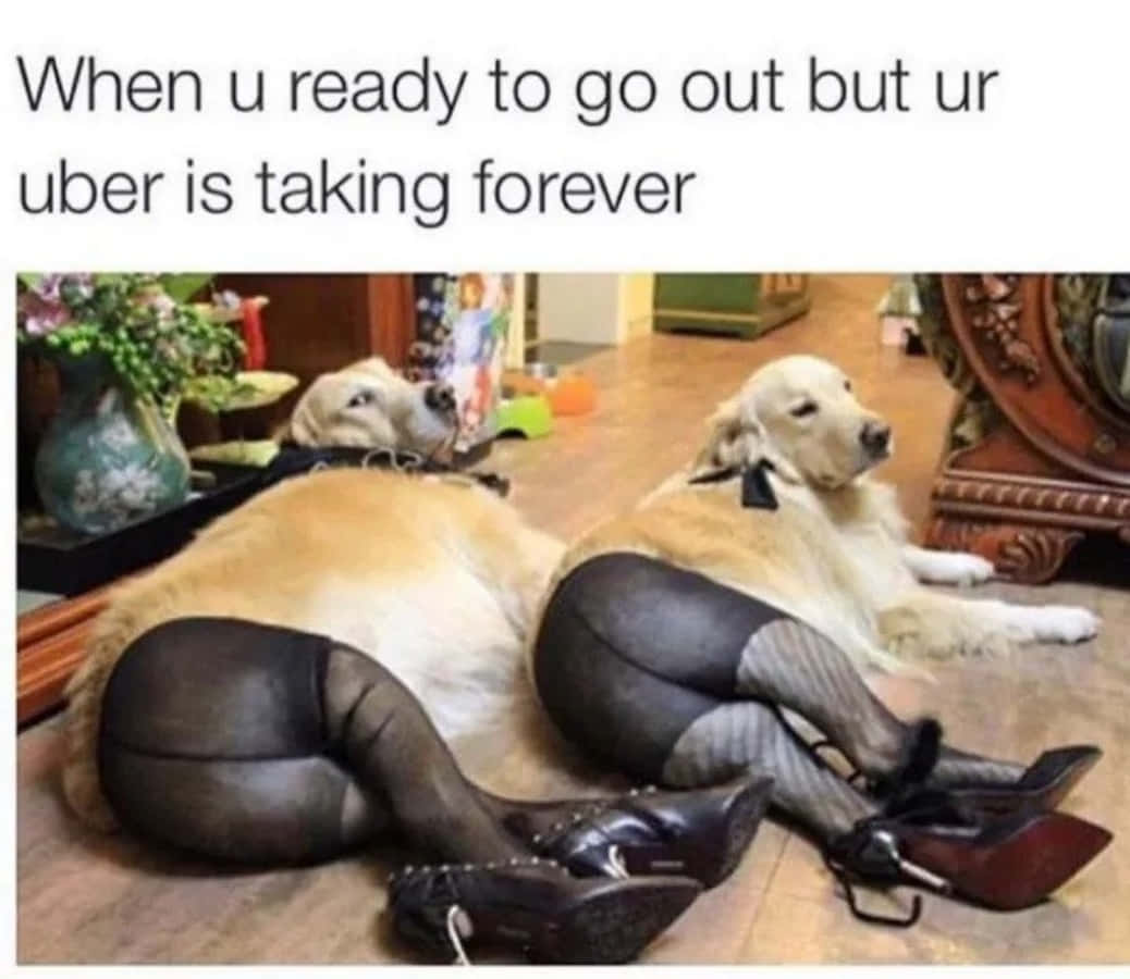 Funny Dogs Sexy Stockings Picture
