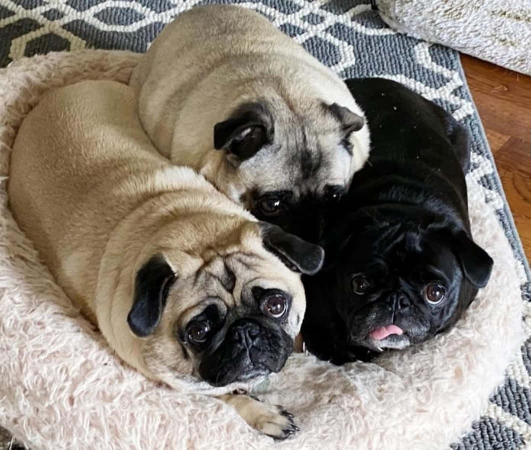 Funny Cozy Pugs Dogs Picture