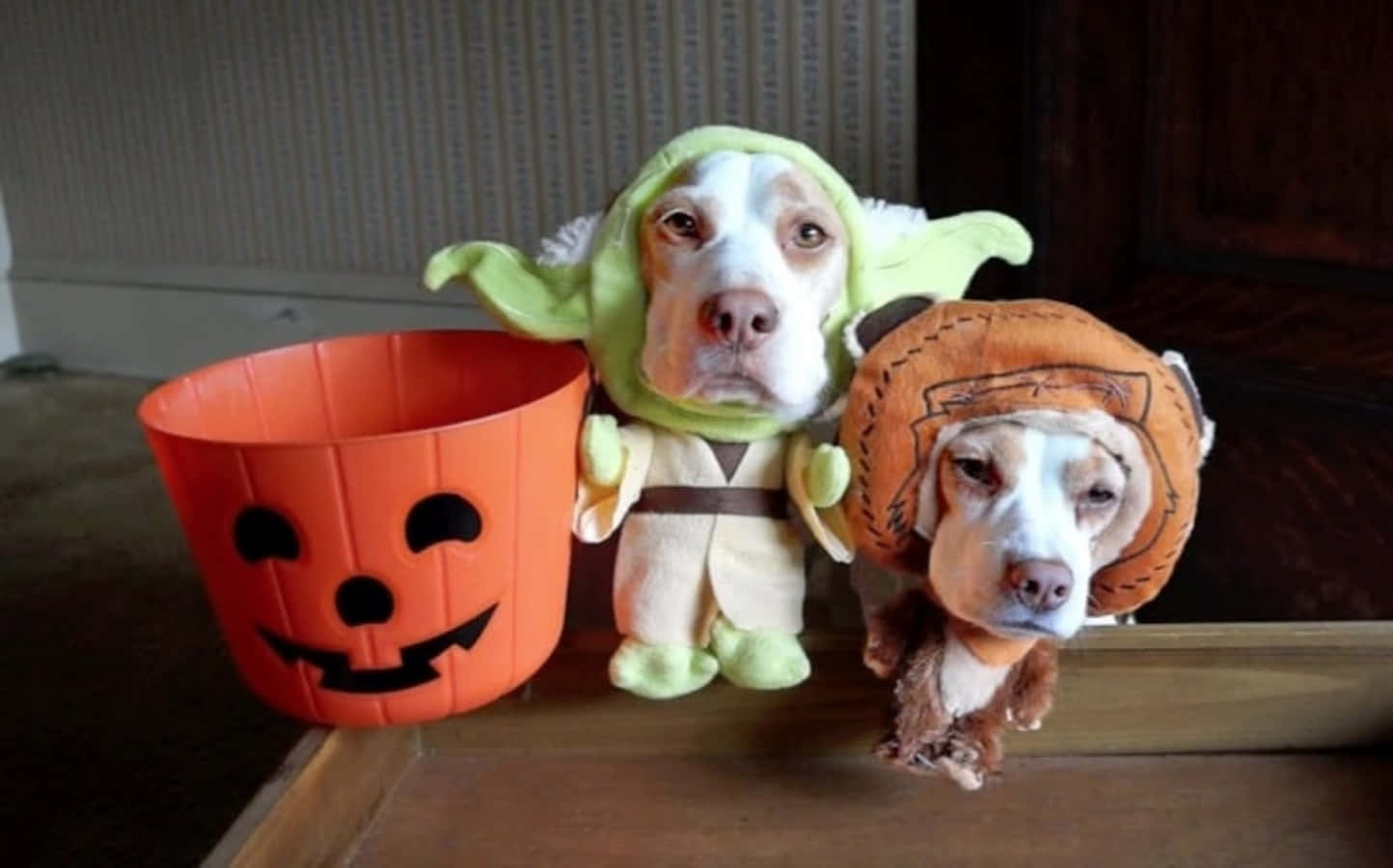 Funny Dog Halloween Costumes Picture