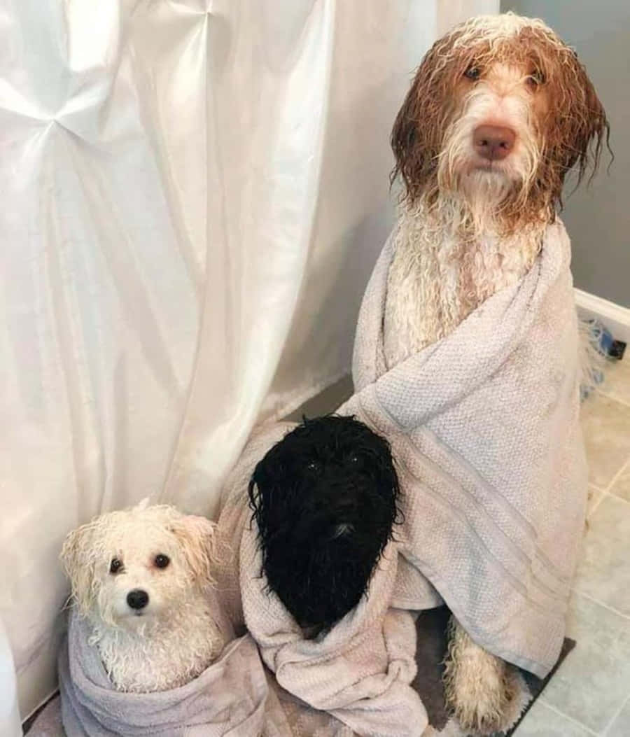 Funny Wet Dogs Batch Picture